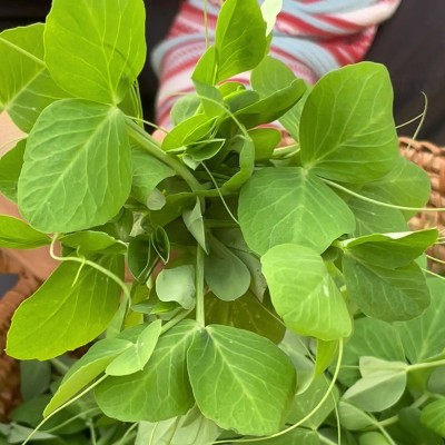 研优豌豆苗种子 菜园农家摘多茬摘不败豌豆尖种子 易种盆栽阳台孑图2