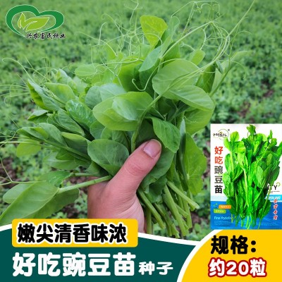 研优豌豆苗种子 菜园农家摘多茬摘不败豌豆尖种子 易种盆栽阳台孑