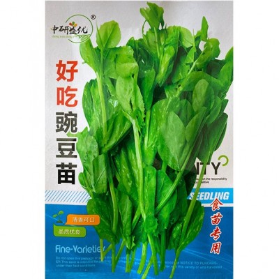 研优豌豆苗种子 菜园农家摘多茬摘不败豌豆尖种子 易种盆栽阳台孑图4