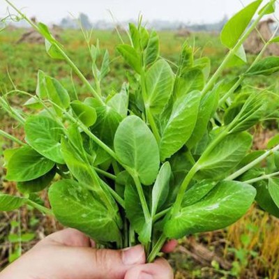 研优豌豆苗种子 菜园农家摘多茬摘不败豌豆尖种子 易种盆栽阳台孑图3