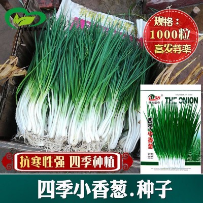 四季小香葱种子 农田菜地农户盆栽种植早熟四季抗寒蔬菜小葱籽