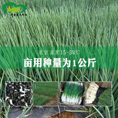 四季小香葱种子 农田菜地农户盆栽种植早熟四季抗寒蔬菜小葱籽图3
