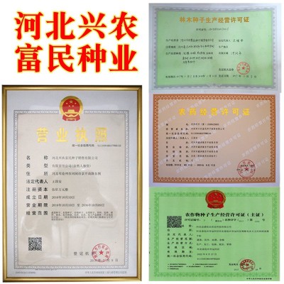 四季小香葱种子 农田菜地农户盆栽种植早熟四季抗寒蔬菜小葱籽图4