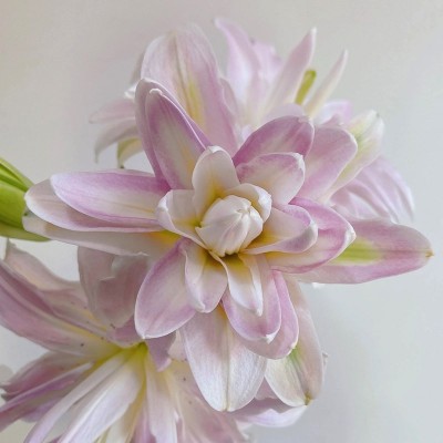 重瓣香水百合花种球带牙种子多头四季开花矮生浓香室内外花卉盆栽图2