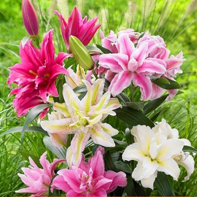 重瓣香水百合花种球带牙种子多头四季开花矮生浓香室内外花卉盆栽图4