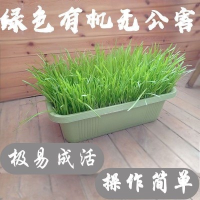 新韭菜根苗紫根宽叶红根四季细叶韭菜根批发盆栽阳台室内蔬菜秧苗图4