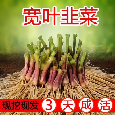 新韭菜根苗紫根宽叶红根四季细叶韭菜根批发盆栽阳台室内蔬菜秧苗