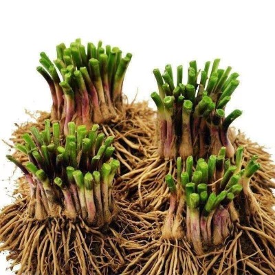 新韭菜根苗紫根宽叶红根四季细叶韭菜根批发盆栽阳台室内蔬菜秧苗图5
