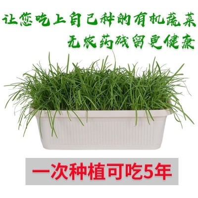 新韭菜根苗紫根宽叶红根四季细叶韭菜根批发盆栽阳台室内蔬菜秧苗图3