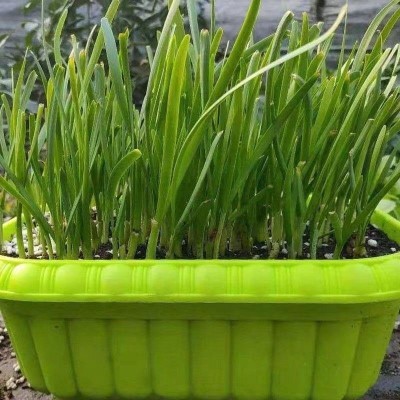 新韭菜根苗紫根宽叶红根四季细叶韭菜根批发盆栽阳台室内蔬菜秧苗图2