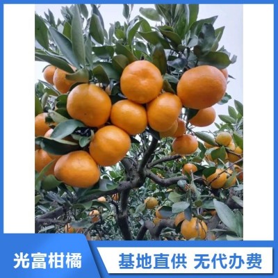 特早柑橘蜜桔代办 万亩果园 产地直发 无中间商挣差价