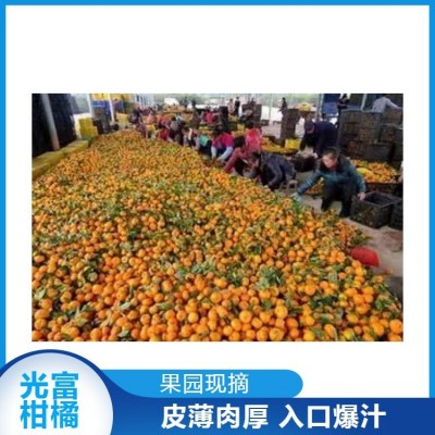 特早柑橘蜜桔代办 万亩果园 产地直发 无中间商挣差价图2