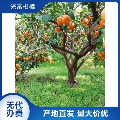 特早柑橘蜜桔代办 万亩果园 产地直发 无中间商挣差价图4