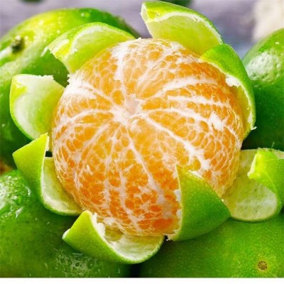 特早柑橘蜜桔代办 万亩果园 产地直发 无中间商挣差价图5