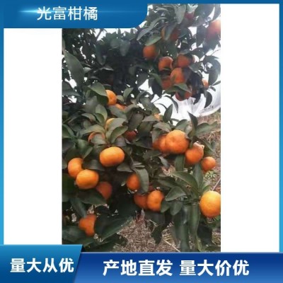 普早柑橘橘子代办 早熟蜜桔 香甜可口 产地直发图4