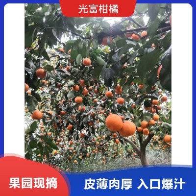 普早柑橘橘子代办 早熟蜜桔 香甜可口 产地直发图5