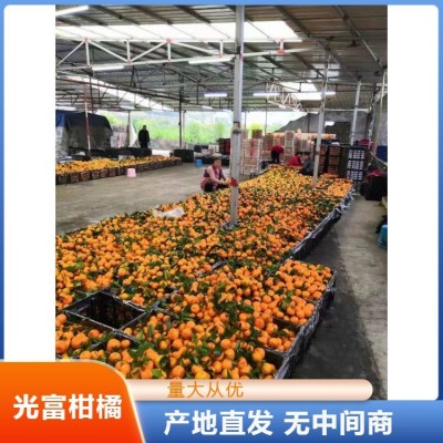 普早柑橘橘子代办 早熟蜜桔 香甜可口 产地直发图2