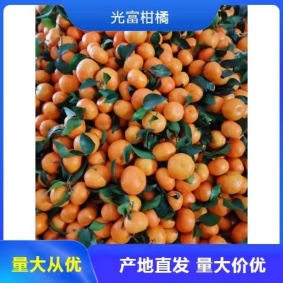 普早柑橘橘子代办 早熟蜜桔 香甜可口 产地直发图3
