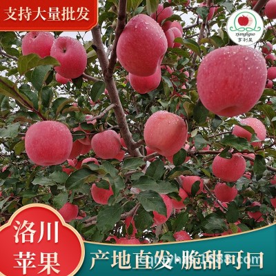 洛川红富士苹果皮薄脆甜多汁带箱85#10装大量批发图4
