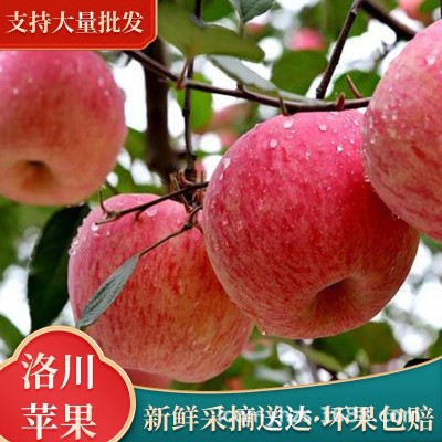 洛川红富士苹果皮薄脆甜多汁带箱85#10装大量批发图3