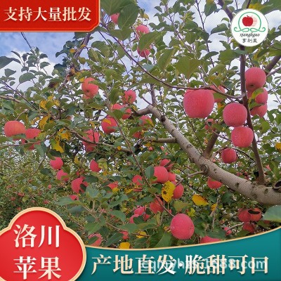 洛川红富士苹果皮薄脆甜多汁带箱85#10装大量批发图2