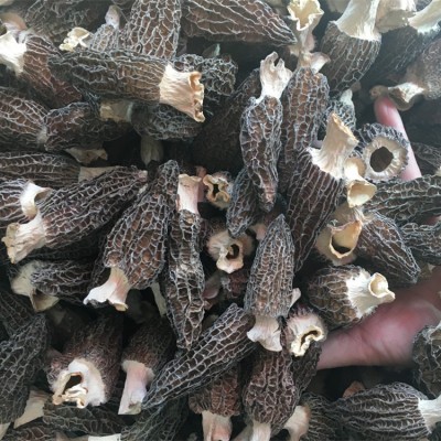 云南特产剪柄羊肚菌1000g批发规格齐全山珍菌菇干货 一件代发图3
