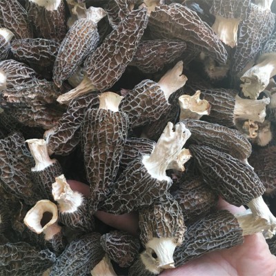 云南特产剪柄羊肚菌1000g批发规格齐全山珍菌菇干货 一件代发图5