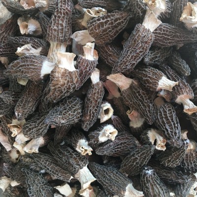 云南特产剪柄羊肚菌1000g批发规格齐全山珍菌菇干货 一件代发图4