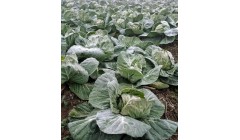 当下最适合种植的5种蔬菜，让你过冬、过年不愁没绿色蔬菜吃