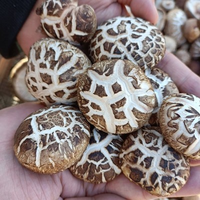 河南土特产干制花菇 规格齐全 礼品香菇花菇 出口级内销级 500g图2