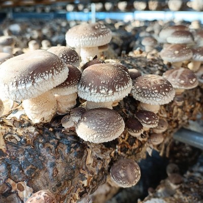 河南土特产干制花菇 规格齐全 礼品香菇花菇 出口级内销级 500g图4