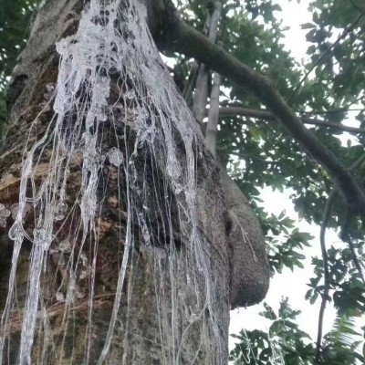 野生雪燕精华碎粒鲜炖素燕窝原材料干净无杂质大货供应现货批发图3