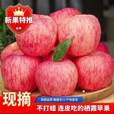 正宗烟台栖霞红富士苹果新鲜苹果脆甜应季水果整箱包邮一件代发图2