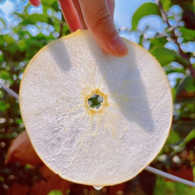 正宗山东秋月梨莱阳梨整箱批发薄脆多汁脆甜皮薄新鲜水果冰 糖梨子图5
