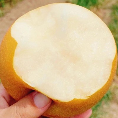 正宗山东秋月梨莱阳梨整箱批发薄脆多汁脆甜皮薄新鲜水果冰 糖梨子图2