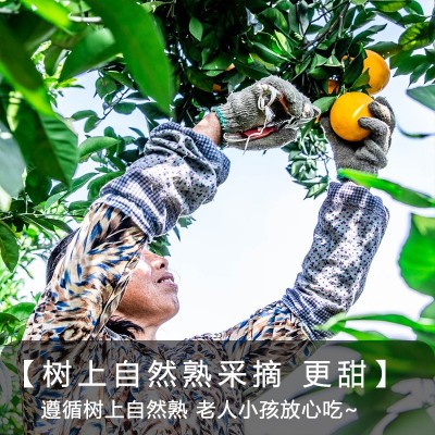 【顺丰包邮】正宗赣南脐橙 5斤10斤农选好果精美礼盒送礼佳品批发图2