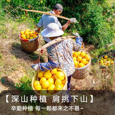 【顺丰包邮】正宗赣南脐橙 5斤10斤农选好果精美礼盒送礼佳品批发图5