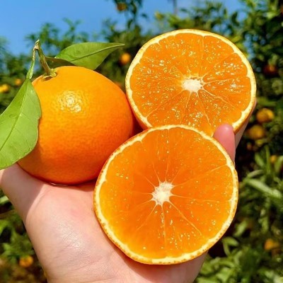 四川眉山正宗爱媛38号手剥果冻橙子当季新鲜柑橘整箱批发一件代发图4