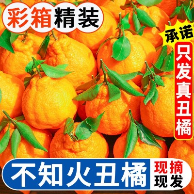 丑橘不知火正宗四川眉山产地直发果园丑柑一件代发整箱批发整车发图5