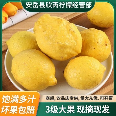 新鲜安岳产地柠檬三级瑕疵大果皮薄多汁现摘现发正宗黄柠檬批发图3