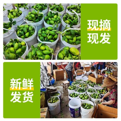 广东香水柠檬新鲜正宗青柠檬无籽大果一级果应当季水果奶茶店专用图2