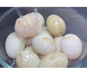 给大家分享一个简单又传统的咸鸭蛋腌制方法，保证让你腌出来的鸭蛋又沙又出油！