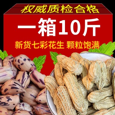云南特产带壳七彩花生米晒干2023新货花生种粒熟原味野地五彩花生
