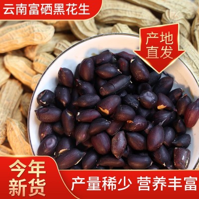 云南特产黑花生富硒黑花生2023新货晒干黑花生种带壳黑皮花生米图2