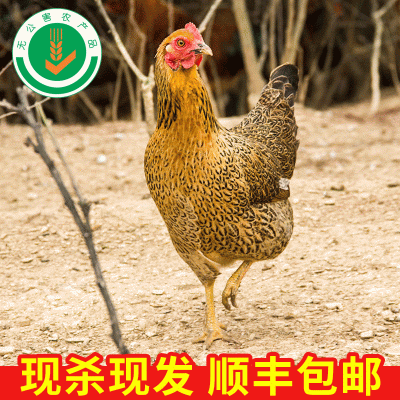 龙游富硒有机认证土鸡 现杀放养土鸡肉农家原生态山林散养老母鸡图1