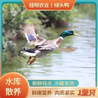 厂家有机认证现杀现发速冻包邮新鲜鸭肉农家散养鸭子绿头老鸭养殖图1
