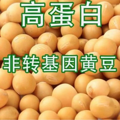东北发豆芽的黄豆散装发黄豆芽豆黑龙江生豆牙小豆大黄豆图3