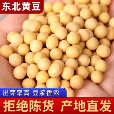 东北发豆芽的黄豆散装发黄豆芽豆黑龙江生豆牙小豆大黄豆图4