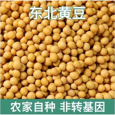 东北发豆芽的黄豆散装发黄豆芽豆黑龙江生豆牙小豆大黄豆图2