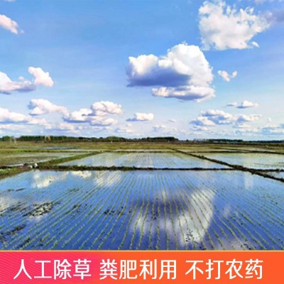 鹤泉净米东北大米香米粳米2023年新米1kg真空包装图4